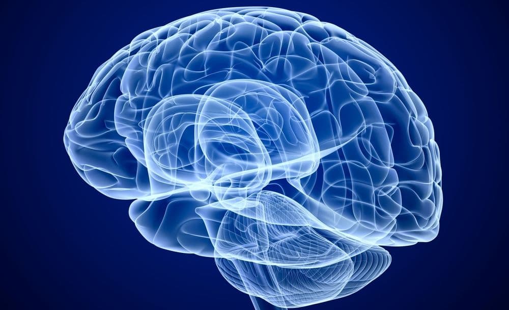 Illustration of neural pathways in the brain